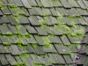 BEFORE: Mossy Cedar Roof Before Professional Cleaning in Edina