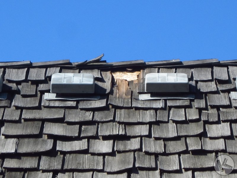 Raccoon Damage on Cedar Roof in Minnesota
