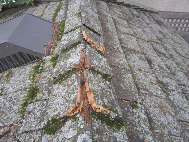repairing-minneapolis-cedar-roof-after-squirrel-damage-43