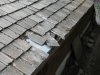 Raccoon Damage to Roof in Hopkins