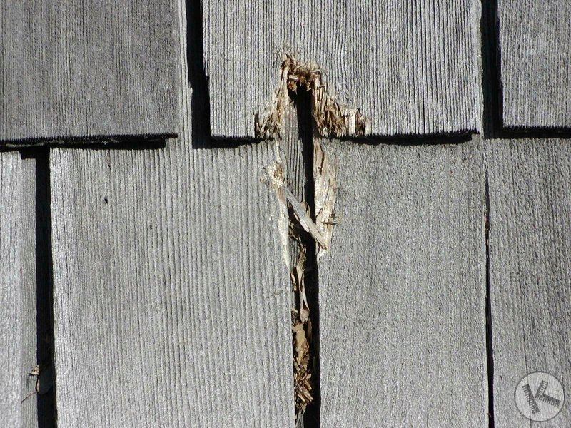 Woodpecker Damage to Home Roof & Siding in Twin Cities