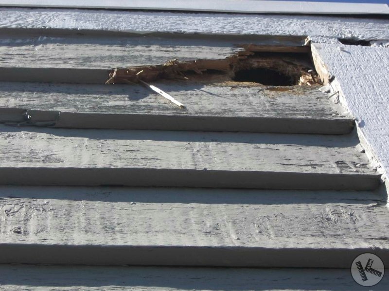 BEFORE: Woodpecker Damage on Chimney in Chanhassen