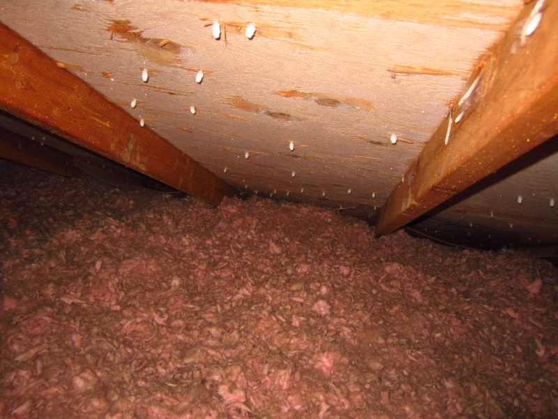 attic-frost-conditions