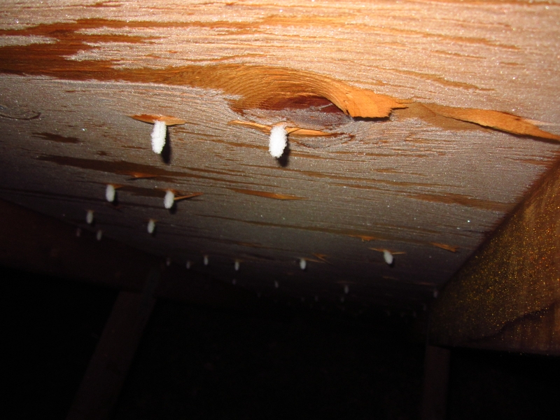 delaminating-plywood-attic-frost