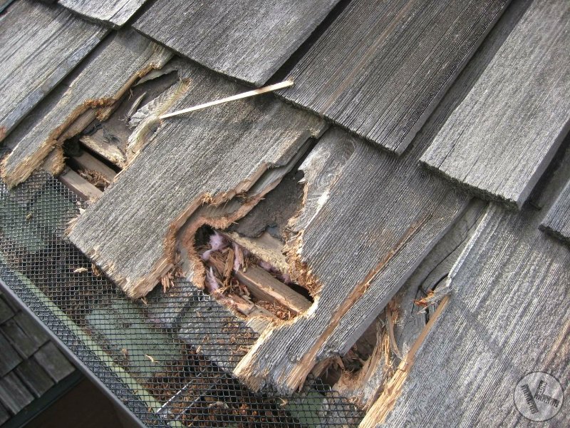 A Squirrel Hates My Roof! Should I Kill It? (Minnesota)