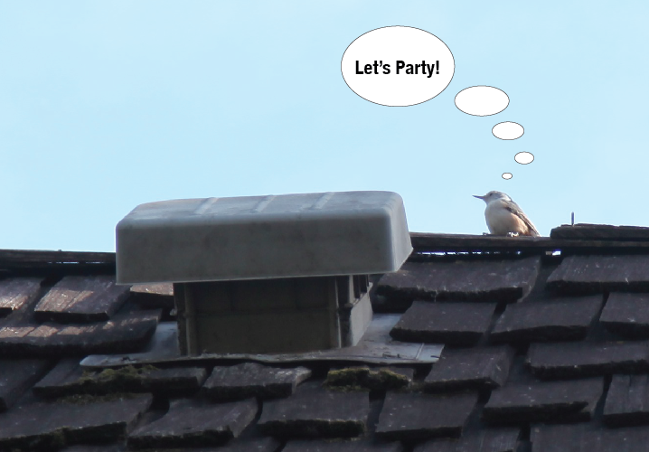bird-psyched-by-lame-roof-vent-in-edina
