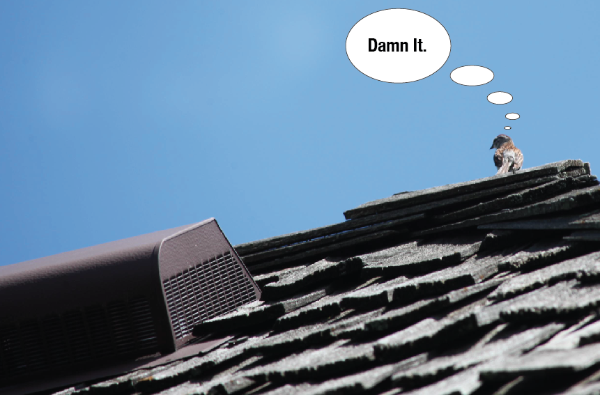 bird-saddened-by-impervious-roof-vent-in-edina