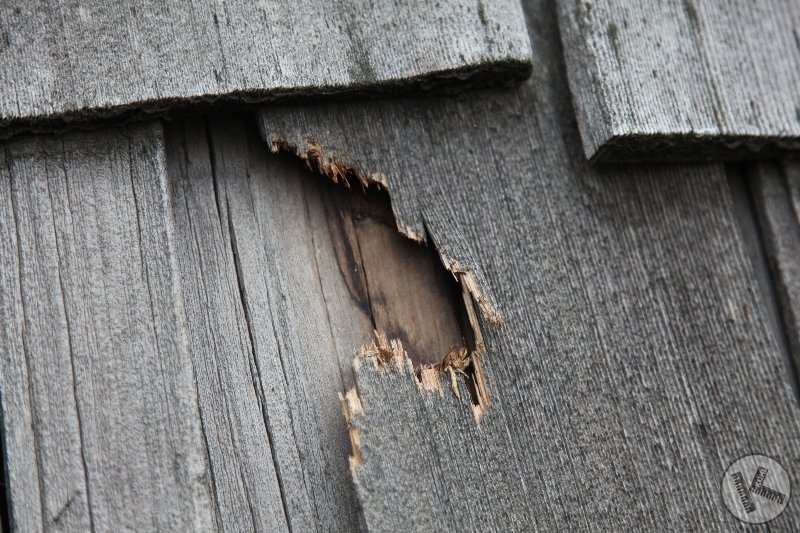 Woodpecker Damage on Edina Roof