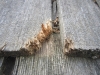 Animal Damage on Wood Roof in Bloomington, MN