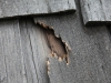 Woodpecker Damage on Edina Roof
