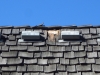 Raccoon Damage on Cedar Roof in Minnesota