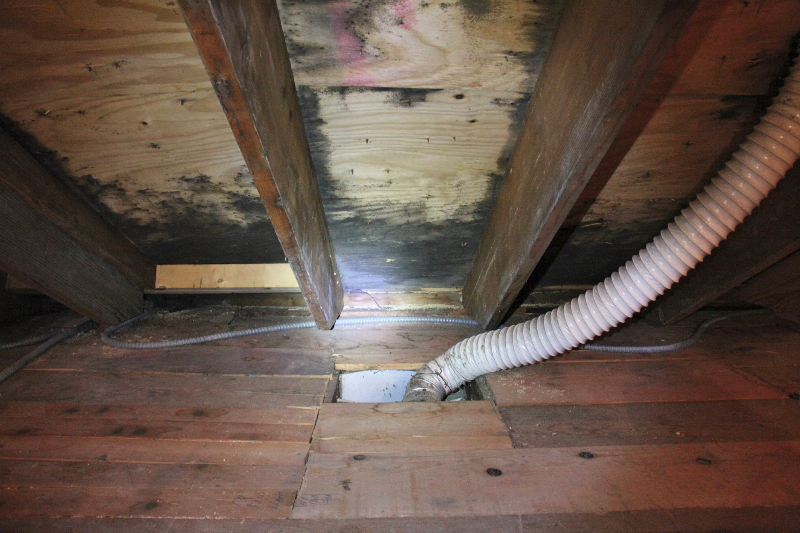 Minneapolis roof leak causes bad mold problem