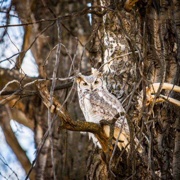 Fake Owl Blog Article